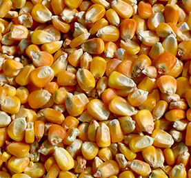 Corn