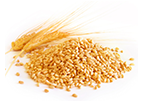 wheat